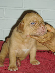 Female 5 - 16 days